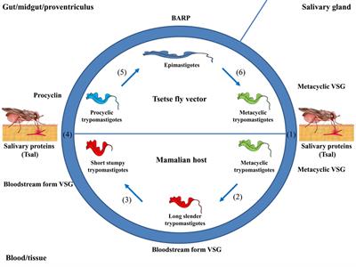 Types Of Email Accounts >> Frontiers | Nanobodies As Tools to Understand, Diagnose ... Types Of Email Accounts >> Frontiers | Nanobodies As Tools to Understand, Diagnose ...